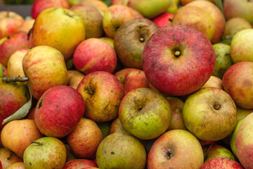 Ripe apple harvest