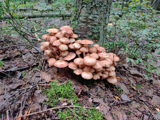 The lower part of the tree trunk is covered with a large number of mushrooms