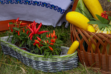 Red chilli pepper plants and yellow squash in wicker baskets put on the grass. 