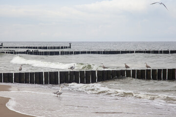 morze bałtyckie po sezonie turystycznym - rybitwy stojące na falochronach