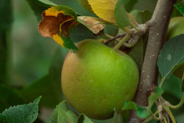 apples on a tree