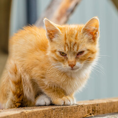 A small red kitten is sitting on the board with sleepy eyes.