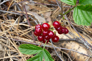 Red edible berries in the forest on a bush, rubus saxatilis. Useful berries with a delicate...
