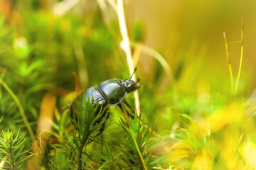 Blue metallic earth-boring dung beetle and sunlight, soft selective focus
