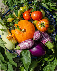 Harvest. Autumn ripe pumpkins, zucchini, eggplants and tomatoes
