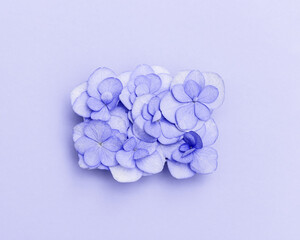 Fototapeta premium Plain natural Hydrangea flowers, minimal floral style pastel purple blossom arrangement. Flowery layout