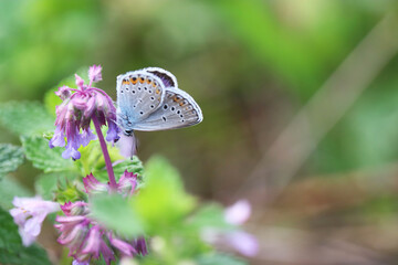 Common blue butterfly on flower close up. Polyommatus icarus on green meadow, beauty of nature
