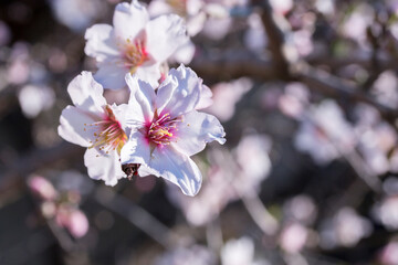 Closeup of the Almond tree blooming in spring (Prunus dulcis) with light pink to white flowers 