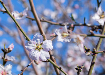 Closeup of the Almond tree blooming in spring (Prunus dulcis) with light pink to white flowers 