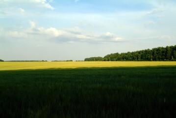 field with wheat on a clear day