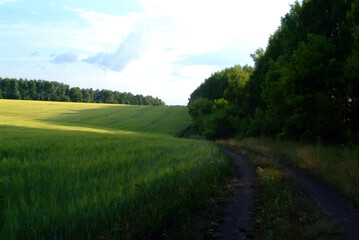 field with wheat on a clear day