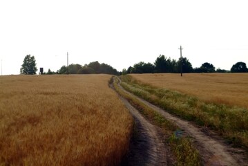 Fototapeta na wymiar field with wheat on a clear day