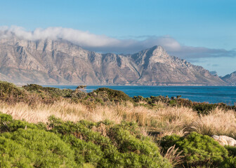Landscape of the Hottentots Holland mountains capped with clouds and the ocean and Cape fynbos plants in the foreground