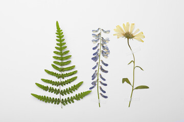 Pressed dried flowers and fern leaf on white background, flat lay. Beautiful herbarium