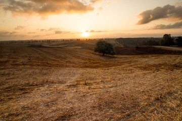 Fototapeta premium Dawn at the field