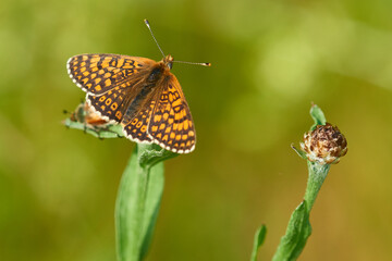 Wegerich-Scheckenfalter (Melitaea cinxia).