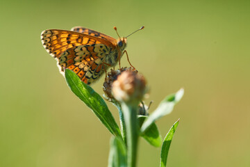 Wegerich-Scheckenfalter (Melitaea cinxia).