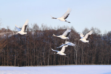 飛び立つタンチョウの群れ