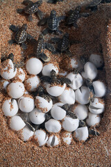 Turtle eggs