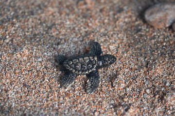 Turtle