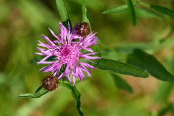 Wiesen-Flockenblume (Centaurea jacea)