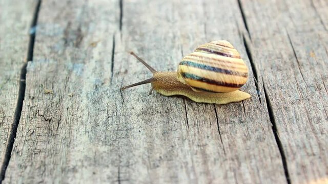 Close up of a striped snail crawling on a wooden board