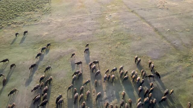 Domestic buffalos crossing a lake in the Kayseri city. Buffaloes bathing in river, Buffaloes natural habitat in Turkey.