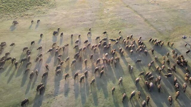 Domestic buffalos crossing a lake in the Kayseri city. Buffaloes bathing in river, Buffaloes natural habitat in Turkey.