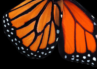 colorful monarch butterfly wings isolated on black. tropical butterfly wings texture background	