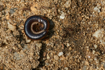 Gemeiner Zweistreifen-Schnurfüsser, (Ommatoiulus sabulosus)