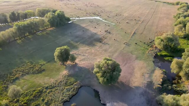 Domestic buffalos crossing a lake in the Kayseri city. Buffaloes bathing in river, Buffaloes natural habitat in Turkey.