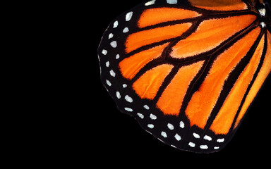 colorful monarch butterfly wing isolated on black. tropical butterfly wing texture background