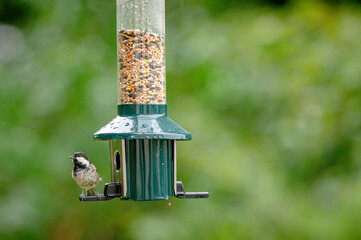 Coal tit, periparus ater, perched on a bird feeder