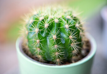 Close up of Mini Cactus, small  cactus plant in pot