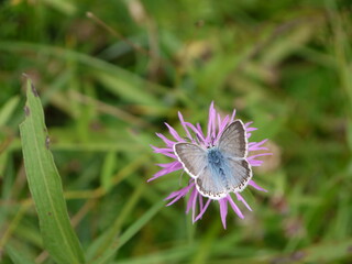 Der Schmetterling