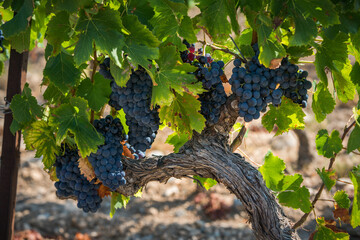 Wine grapes