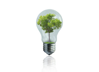 Light bulb with green tree inside isolated on white background. Green energy concept