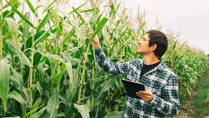 The agronomist holding the tablet and analyzing the harvest of corn