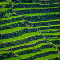 Greenview field of the magnificent Rice Terraces.