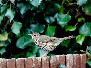 Closeup of the song thrush perched on the wooden fence.