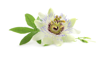 Beautiful blossom of Passiflora plant (passion fruit) with green leaves on white background