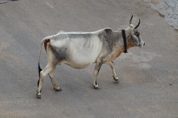 A stray cow roaming right in the middle of the street in Indian cities.