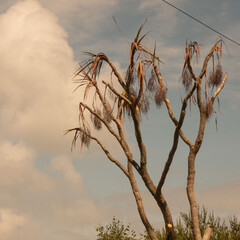 grass against the sky