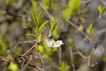 Winter flowering honeysuckle