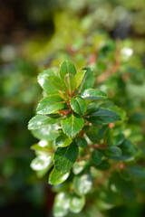 Escallonia Red Dream