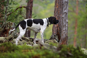 Dog english pointer