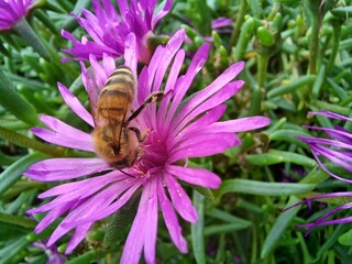 bee on flower
