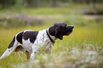 Dog english pointer