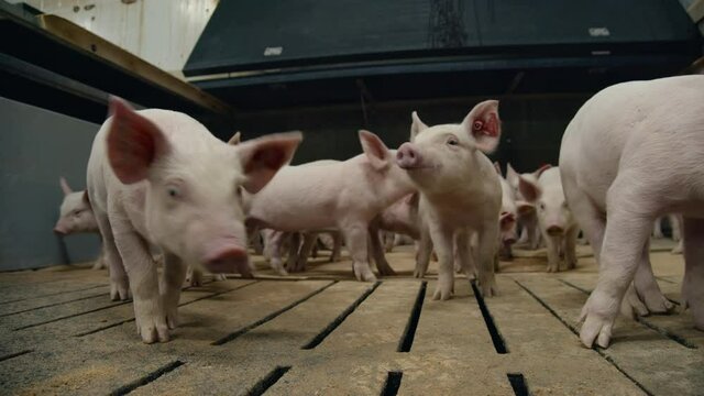 Close-up shot of many pink piglets in the pen. These animals are on a pig farm. They run, poke their spots everywhere, sniff the floor