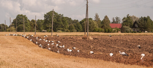 The group of white storks (Ciconia ciconia) on the plowed field during summer agricultural works. Arable land processing at the agriculture field, panorama. - obrazy, fototapety, plakaty